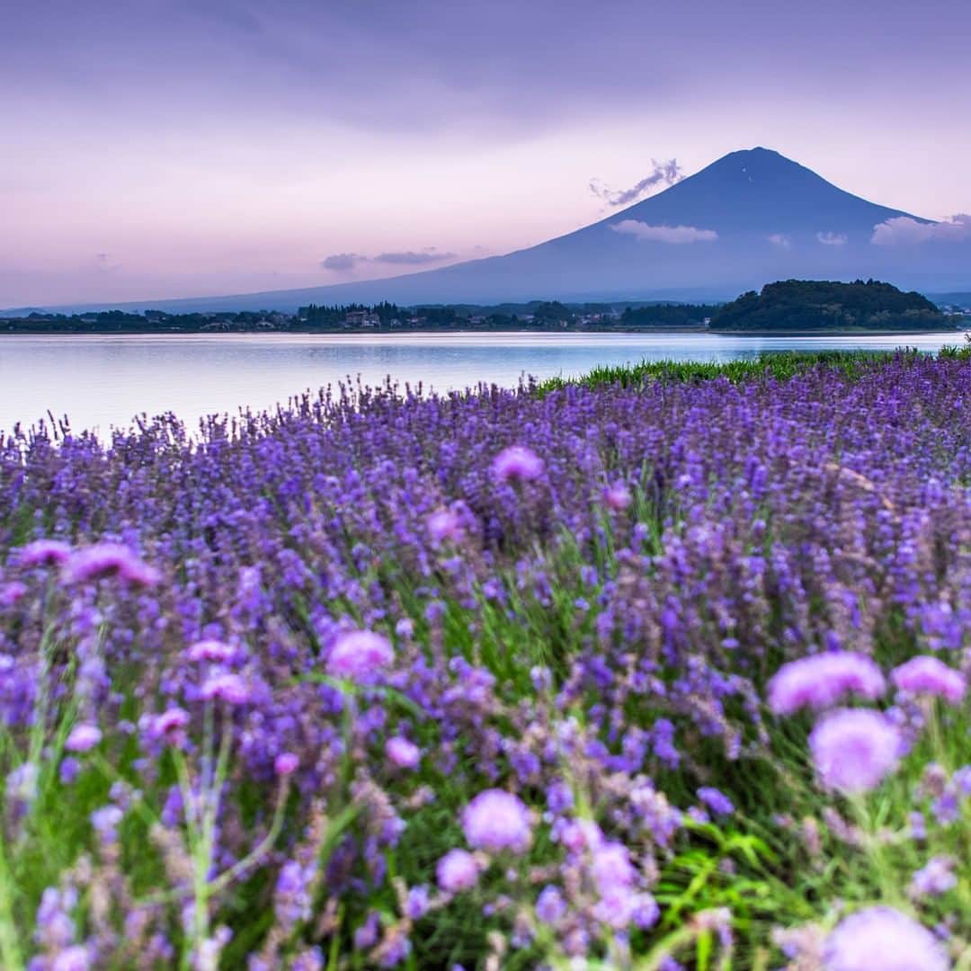 楽天トラベル さんのインスタグラム写真 - (楽天トラベル Instagram)「#河口湖 初夏の一大イベント #河口湖ハーブフェスティバル 🌿 #八木崎公園 と #大石公園 を中心に湖畔全域でラベンダーが一面に咲き誇り、富士山に紫色のじゅうたんを敷き詰めたような美しい光景が広がります🌿🌿 6/29にはスカイランタンのリリースやファイヤーパフォーマンスなどのイベントも予定されています✨ . 【2019河口湖ハーブフェスティバル】2019/6/14～2019/7/7 ※大石会場は～7/15 . *********************** 📷フォトコンテスト開催中📷 旅先で出会った忘れられない絶景の写真に #楽天忘れられない絶景 をつけて投稿してね♪ 最優秀賞には3万円クーポンプレゼント😆 *********************** . #楽天トラベル #楽天  #rakutentravel #旅 #旅行 #旅に出よう #旅行好きな人と繋がりたい #travel #trip #日本 #japan #일본 #instagramjapan #IG_JAPAN #japantrip #山梨 #yamanashi #富士山 #mtfuji #fuji #ラベンダー #lavender」5月23日 18時00分 - rakutentravel