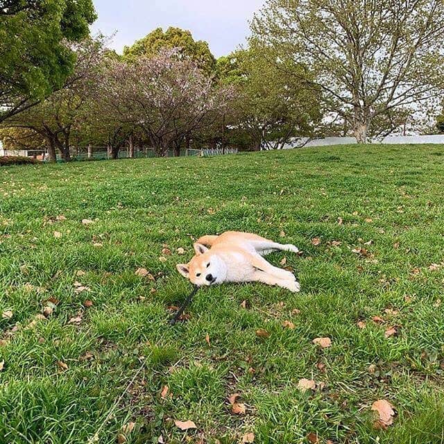 9GAGさんのインスタグラム写真 - (9GAGInstagram)「Me when I'm outside after I told myself I should go outside more often 📸 @always_with_yu - #shiba #lazy #doge #idontwannagoout #9gag」5月23日 18時01分 - 9gag