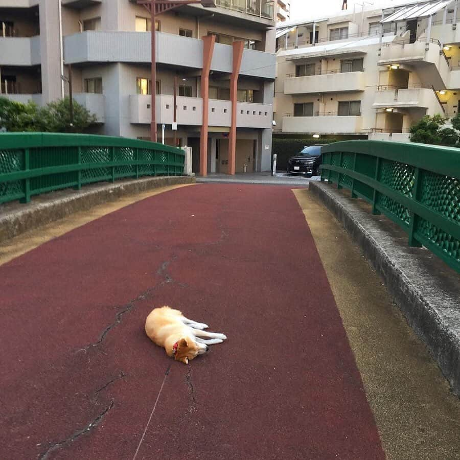 9GAGさんのインスタグラム写真 - (9GAGInstagram)「Me when I'm outside after I told myself I should go outside more often 📸 @always_with_yu - #shiba #lazy #doge #idontwannagoout #9gag」5月23日 18時01分 - 9gag