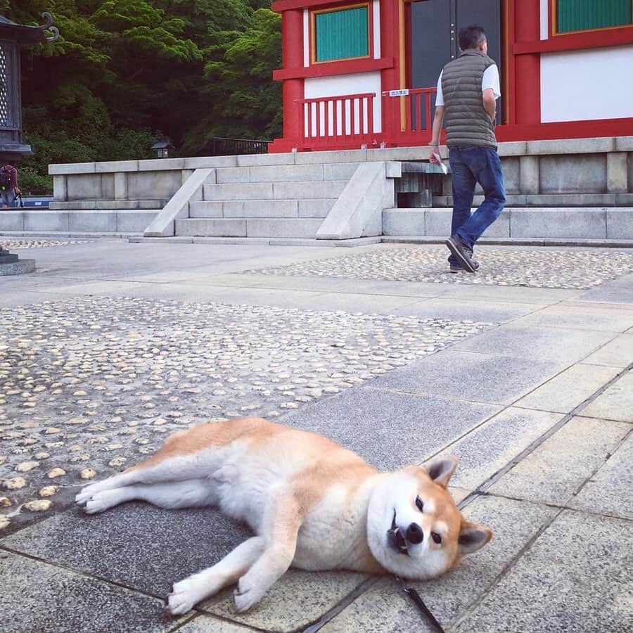 9GAGさんのインスタグラム写真 - (9GAGInstagram)「Me when I'm outside after I told myself I should go outside more often 📸 @always_with_yu - #shiba #lazy #doge #idontwannagoout #9gag」5月23日 18時01分 - 9gag