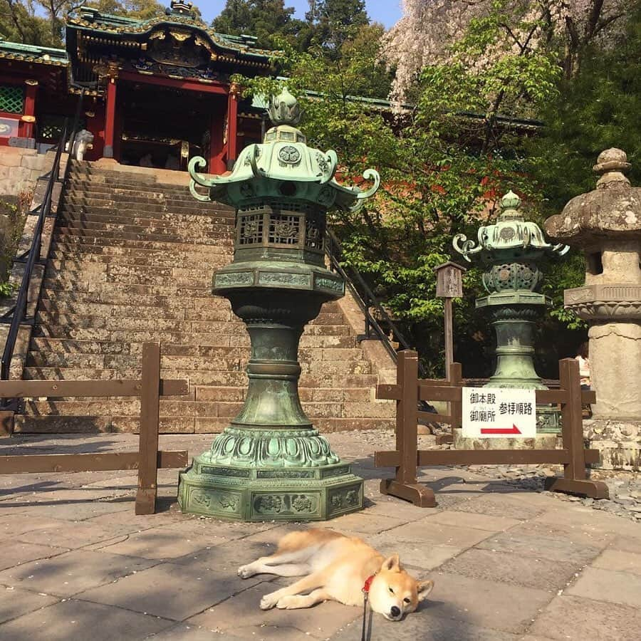 9GAGさんのインスタグラム写真 - (9GAGInstagram)「Me when I'm outside after I told myself I should go outside more often 📸 @always_with_yu - #shiba #lazy #doge #idontwannagoout #9gag」5月23日 18時01分 - 9gag