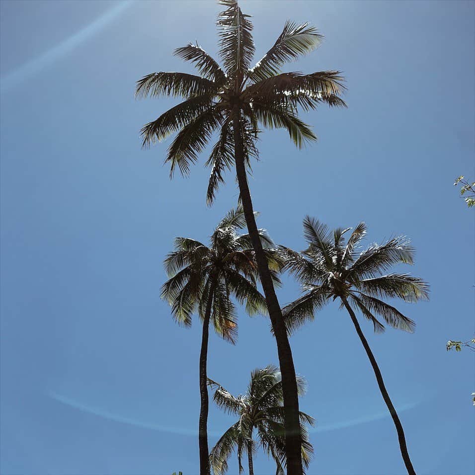 春名亜美さんのインスタグラム写真 - (春名亜美Instagram)「3日前くらいからHawaiiの気温が一気に上がった気がする☀️ 暑いっっ💦💦 日本も暑いみたいですね☀️☀️☀️ ・ ・ ・ #hawaiilife #hawaii #ハワイ #ハワイ生活 #ハワイ暮らし #ハワイライフ #palmtree #palmtrees」5月23日 18時07分 - amiharunaami