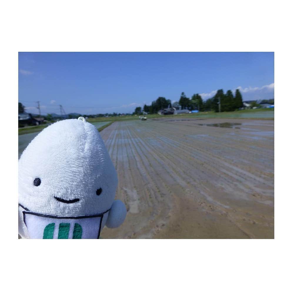 ミツハシくん-Mitsuhashi Rice-さんのインスタグラム写真 - (ミツハシくん-Mitsuhashi Rice-Instagram)「今年も若手社員といっしょに岩手県花巻市で田植えに行ってきたよ！ 広い田んぼにたくさんの苗を植えるのはとても大変なんだ😃💦 ぼくも手伝ってきたよ～！ 稲刈りしやすいようにまっすぐ植えていくよ～💪 豊作になりますように！ * #岩手純情米 #岩手 #花巻 #田植え #Rice planting #ミツハシ #ミツハシライス #ricefield #ミツハシくん #ミツハシくんと田植え #田んぼ #水田」5月23日 18時13分 - 3284rice