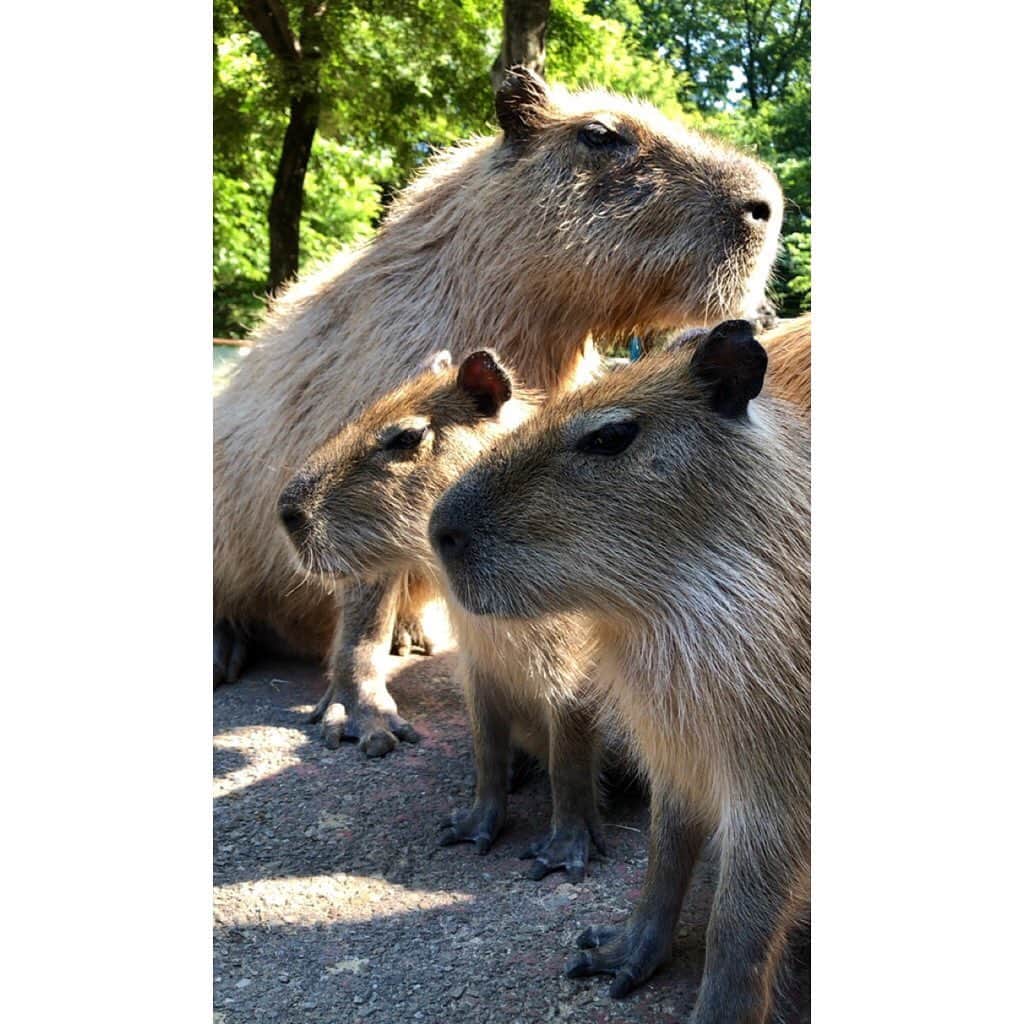 中山美香さんのインスタグラム写真 - (中山美香Instagram)「カピバラ三兄弟、的な⚾️ . . . #カピバラ #動物 #動物園 #かわいい #capybara #animal #zoo #adorable #カピバラ三兄弟 #広島 #カープ」5月23日 18時18分 - mika5nakayama