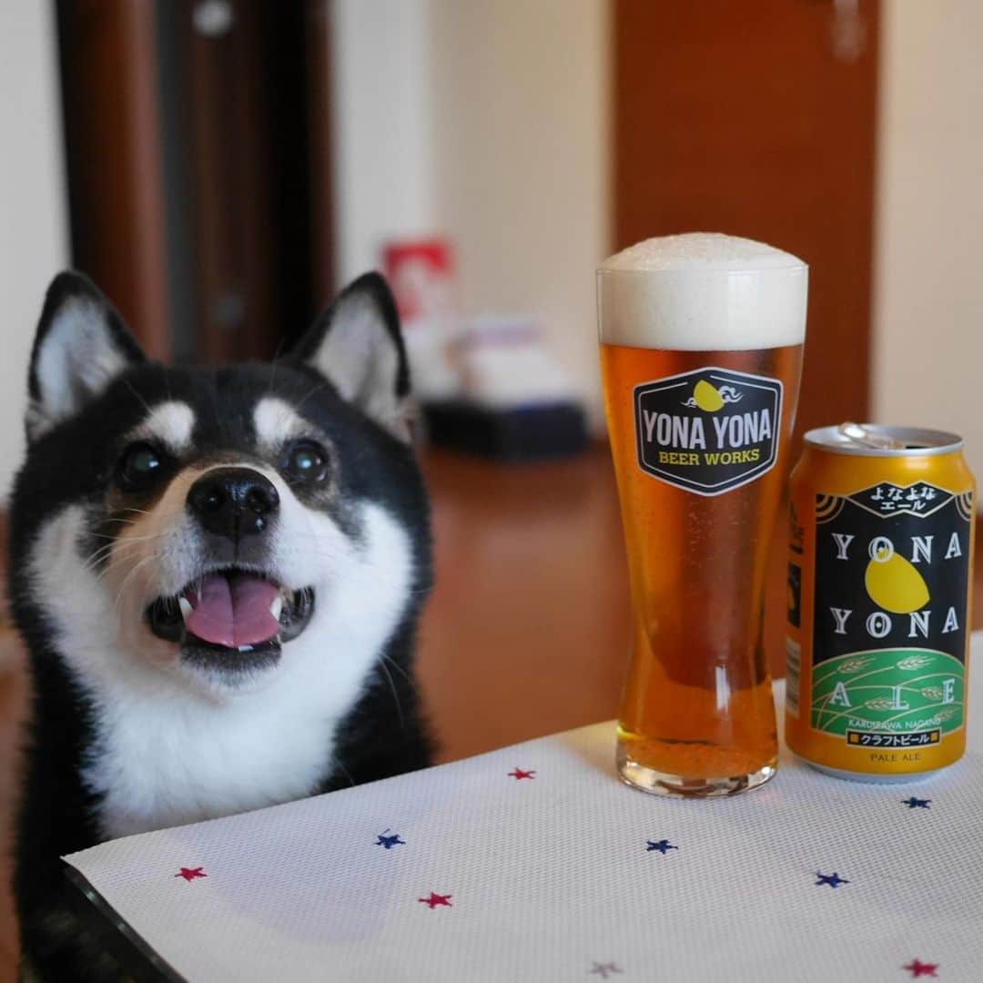 のインスタグラム：「本日もお疲れちゃんでした🍺 #よなよなエール #yonayonaale #yonayonabeerworks #ヤッホーブルーイング #クラフトビール #目線の先にはおやつ #黒柴 #柴犬 #和犬 #日本犬 #晩酌犬 #座敷犬 #柴犬と一緒 #柴犬のいる暮らし #柴犬のいる生活 #犬のいる暮らし #犬のいる生活 #わんこと一緒 #わんこのいる暮らし #わんこのいる生活 #ふわもこ部 #わんだフォ #わんだふるjapan」