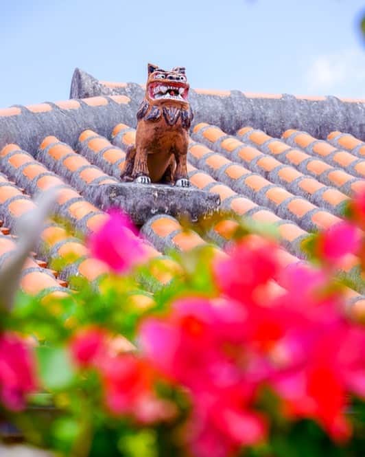 Be.okinawaさんのインスタグラム写真 - (Be.okinawaInstagram)「Spot the Shisa guadian dogs on the traditional Okinawan red-tiled roofs! They're all over the island!  #shisa #redtileroofs #琉球獅子 #紅瓦 #시사 #아카가와라 #シーサー #赤瓦 #okinawashisa #traditionalhouse #beokinawa #visitokinawa」5月23日 19時12分 - visitokinawajapan