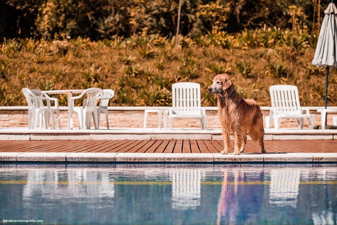 Bobさんのインスタグラム写真 - (BobInstagram)「TBT Campos do Jordão  Hotel @suryapanhotel  Petfriendly  Turma linda, visual lindo 🔝🔝🔝🐾🐶🌳🍁🌄 . . Foto 📸: @fabiobueno_fotografia . . #TBT #throwback #throwbackthursday #photography #photooftheday #picoftheday #travelphotography #dogs #dogstyle #dogsofinstagram #dogoftheday #vejasp #instagrammers #instagram #instadaily #pets #petsofinstagram #goldenretriever #goldenretrievers #camposdojordao2019 #camposdojordao #petfriendly #hotelpetfriendly」5月23日 19時05分 - bob_marley_goldenretriever