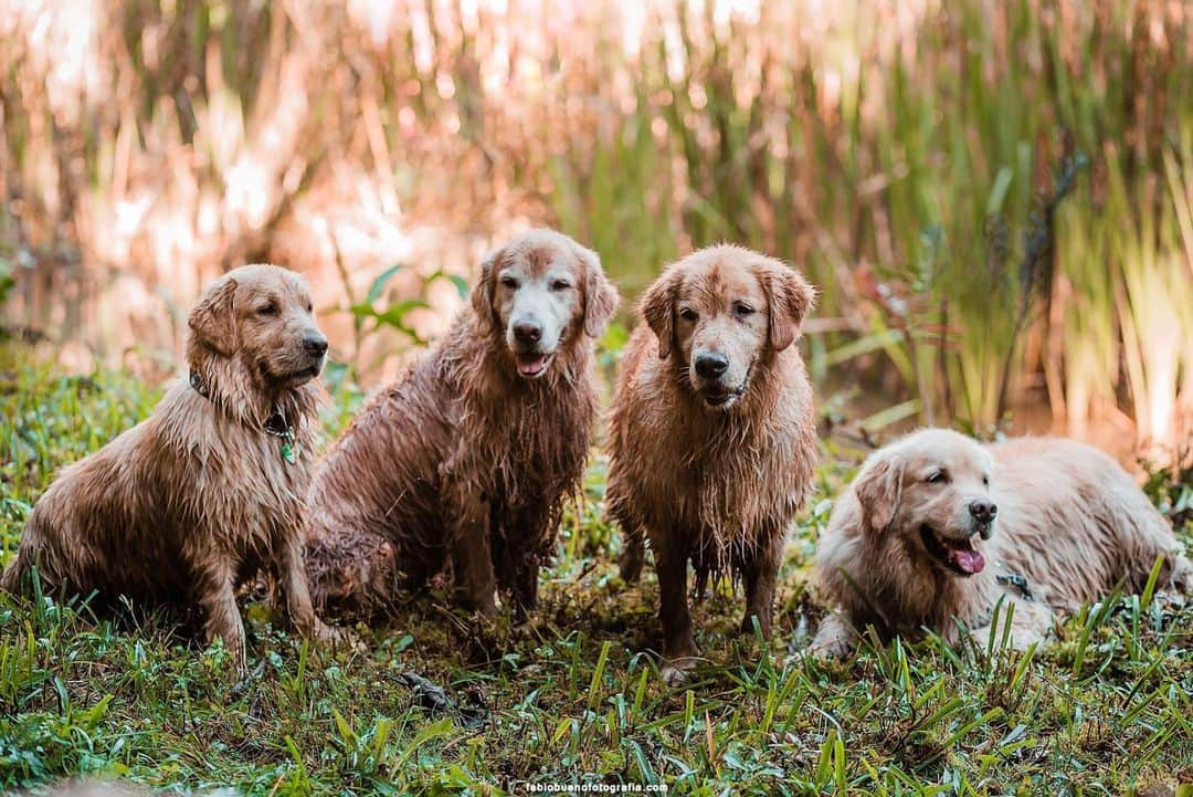 Bobさんのインスタグラム写真 - (BobInstagram)「TBT Campos do Jordão  Hotel @suryapanhotel  Petfriendly  Turma linda, visual lindo 🔝🔝🔝🐾🐶🌳🍁🌄 . . Foto 📸: @fabiobueno_fotografia . . #TBT #throwback #throwbackthursday #photography #photooftheday #picoftheday #travelphotography #dogs #dogstyle #dogsofinstagram #dogoftheday #vejasp #instagrammers #instagram #instadaily #pets #petsofinstagram #goldenretriever #goldenretrievers #camposdojordao2019 #camposdojordao #petfriendly #hotelpetfriendly」5月23日 19時05分 - bob_marley_goldenretriever