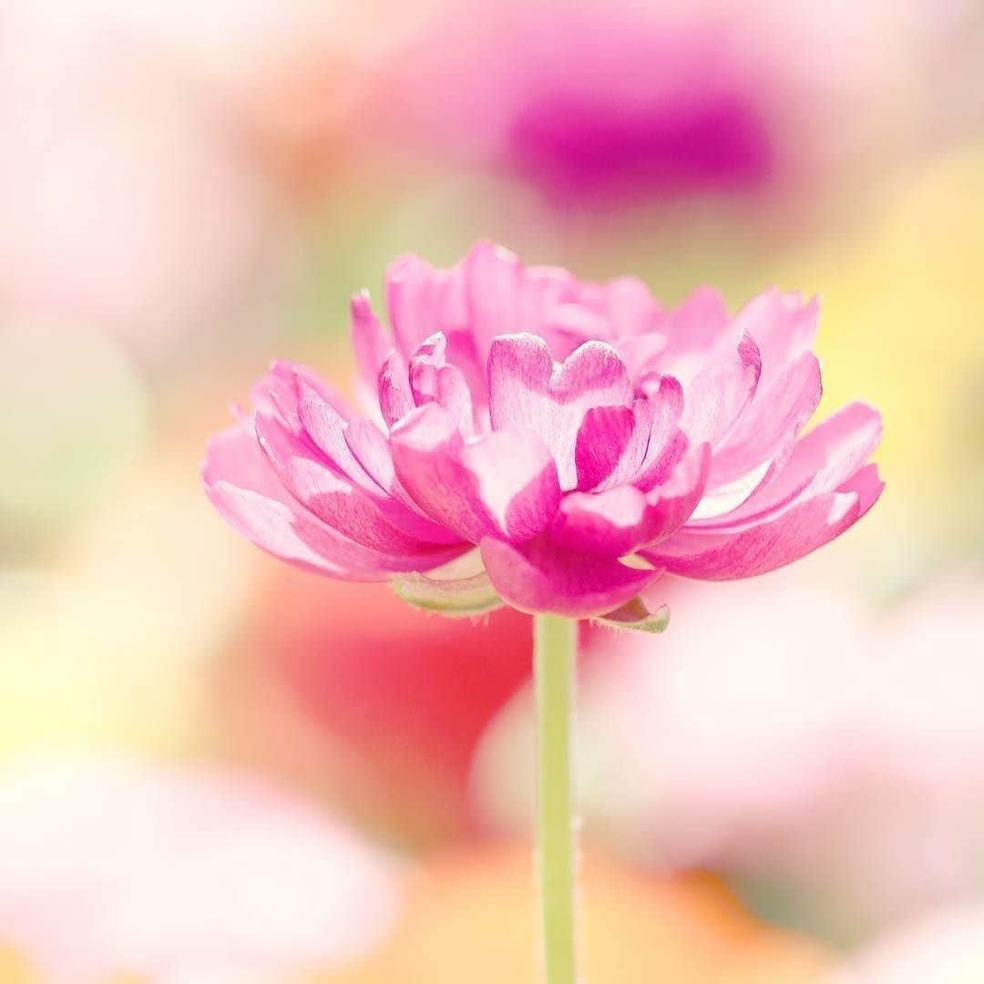 花の写真館のインスタグラム：「Photo by @happyriko.⠀ https://instagram.com/happyriko/⠀ .⠀ Original Post[投稿頂いたURL]⠀ https://www.instagram.com/p/BTs-lndhocw/⠀ .⠀ 本アカウントは、 #私の花の写真 をつけてInstagramに投稿された皆さまの花の写真や、「花の写真館」Facebookページで投稿された花の写真を紹介します。⠀ 「花の写真館」Facebookページは、「 @floral.photograph 」のプロフィールにあるURLからご覧ください。⠀ .⠀ #花の写真館 #floralphotograph #floralphoto #flower #flowers #富士フイルム #FUJIFILM⠀ Follow: @floral.photograph」