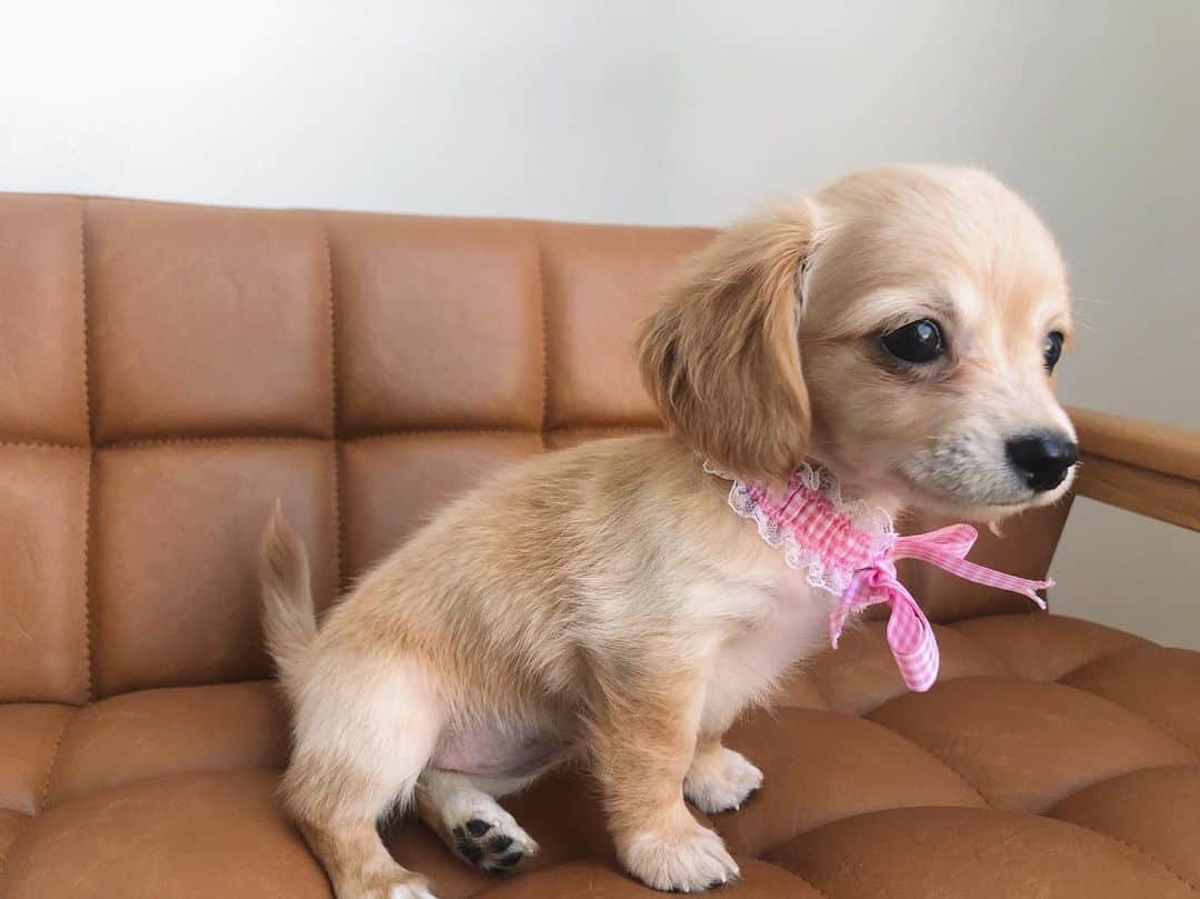 林村ゆかりのインスタグラム：「新しい家族🐶💓 お口からコーヒーの匂いがするからコーヒーちゃんからのコヒちゃんという名前に。（コヒ、コヒたん、コヒちゃん、コっちゃんって呼んでます🥰うん、親バカ。） チワワとダックスでチワックスなんです。私は初めて出会いました。  先住犬たち、チワワとチワプーとももう仲良しです🥰2枚目は見守りカメラの様子📸 ⠀ ⠀  #犬バカ#ちわっくす倶楽部 #チワワ#ダックス#子犬#ダックスフンド」