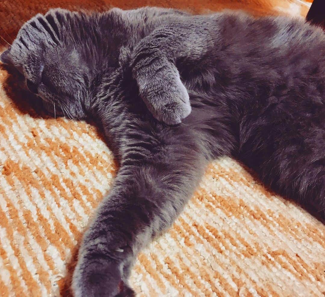 チキン南蛮カレーのルウ王子のグルメインスタ