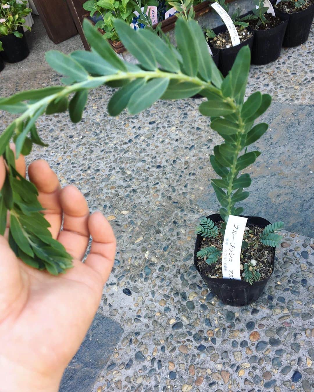 MILLE ECLAT.のグルメインスタ