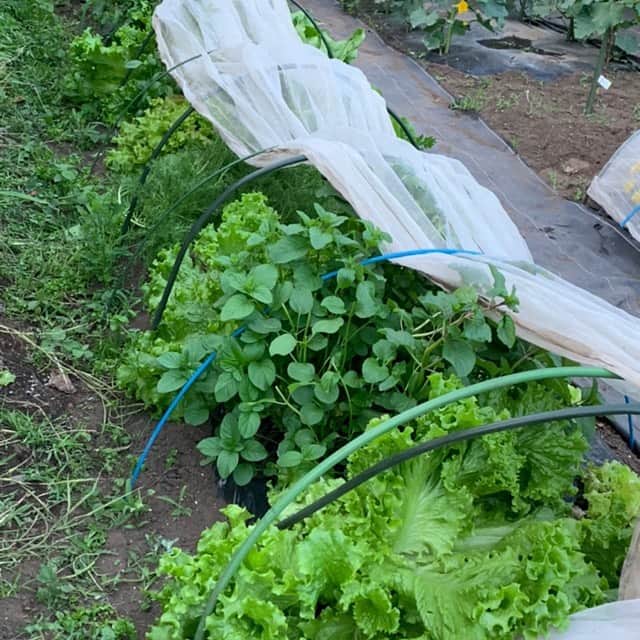 machi28777さんのインスタグラム写真 - (machi28777Instagram)「ハーブは全てサロン農園から🌿  実はこの春から @salonsimpure サロン専用ハーブ農園を作り、ハーブや野菜を育てています✨ (ご近所様のご厚意により育てていただいているのです涙) 今日はレッスンで使うハーブと野菜を朝摘み✨ なんと贅沢なんだろう…香り、色、歯ざわり全てに感動します✨  レッスンに来てくださる皆様に感動をお裾分け^_^  来月はこのハーブをたーっぷり使用し、ハーブバターや、テリーヌを作ります✨  今日も楽しく温かさに包まれたレッスンとなりました✨  また来月、皆さんと大切な方々の幸せに繋がる食卓を作っていきたいと思います^_^  #herbs #italianfood  #healthyfood  #料理教室 #腸活 #菌活 #ナチュラルビューティーアドバイザー #中島真知子 #等々力 #世田谷 #世田谷野菜 #ハーブ園」5月23日 19時51分 - machi28777_