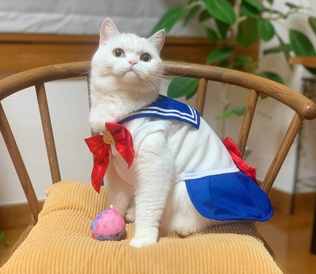 hanaさんのインスタグラム写真 - (hanaInstagram)「ハナちゃんの #セーラームーン #SailorMoon﻿ ﻿ いやいや〜これかわいすぎ😭💕﻿ ﻿ ﻿ セーラームーン なりきりウェア ﻿ ワンちゃん用のSサイズにしました。 ﻿ 小さいサイズ売り切れてたから😩﻿ 猫ちゃん用はケープで着せやすそうだったんだけど﻿ ワンちゃん用はスカート付きだから魅力的だったのでワンちゃん用に🐕🐈﻿ サイズ感はこの大きさでも全然オッケーでした！﻿ ハナちゃんやっぱりこのウェアにして良かった〜🥺💓﻿ ﻿ コスケの後ろ姿、女子でしかないっ！😹﻿ ﻿ ﻿ #キャラペティ #petio #pr #scottishfold #cat #cats #catlover #cutcats #catsnap #catstagram #cats_of_instagram #catsmosh #catsofworld #cutepetclub #ilovemycat #ig_catclub #insta_kitten #fluffy #kawaii #kawaii_cat #world_kawaii_cat #bestmeow #meowbox #happypet #bestcats_ofthdworld #thatsbabyanimals」5月23日 20時17分 - iyui1225