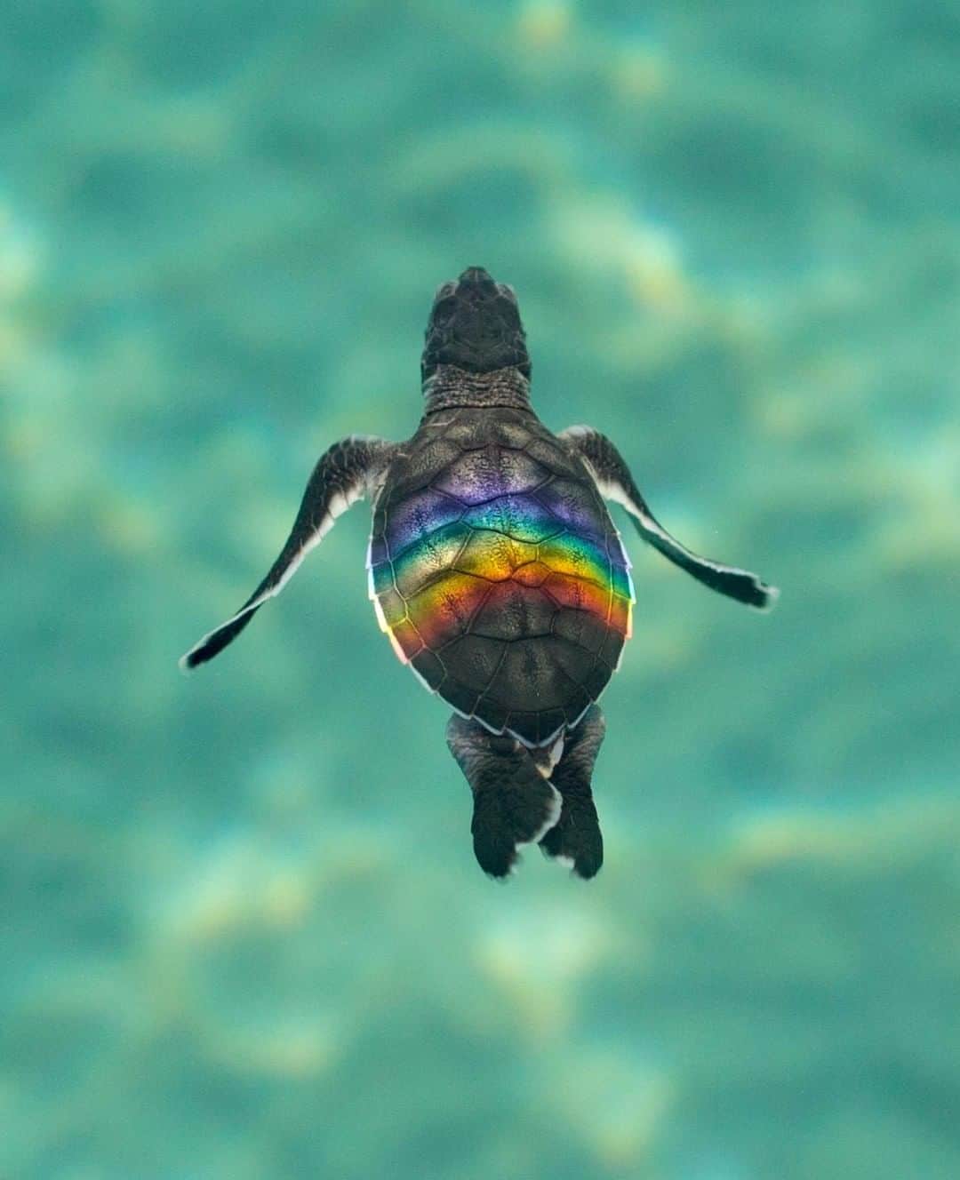 Discoveryさんのインスタグラム写真 - (DiscoveryInstagram)「“Nature's freedom is challenged by mankind's power.” 🐢 📸 + caption by Ben Hicks (@benjhicks) . . . . #photography #photooftheday #explore #naturephotography #nature #potd #WorldTurtleDay #turtles #TurtleDay #rainbow #stunning #wildlifeIG」5月23日 20時37分 - discovery