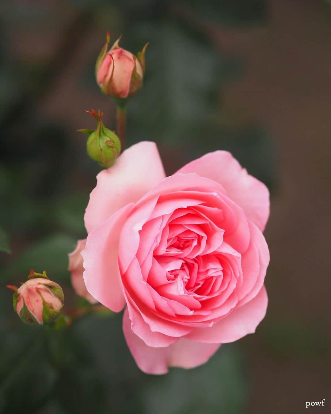 anemone_69のインスタグラム：「. #バラ #薔薇 #京王フローラルガーデン . .」