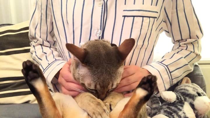 モルト♡Malt(Singapuracat)のインスタグラム：「マッサージタイムのモルちゃん(*´꒳`*) きゅーっと小さく前屈姿勢のまま寝ちゃいそう😽 * * 👧🏻トマトどうぞ🤲🏻🍅 😹いや、いいです… * #猫動画 #抱っこ猫 #猫と子供 #甘えん坊猫 #catvideo」