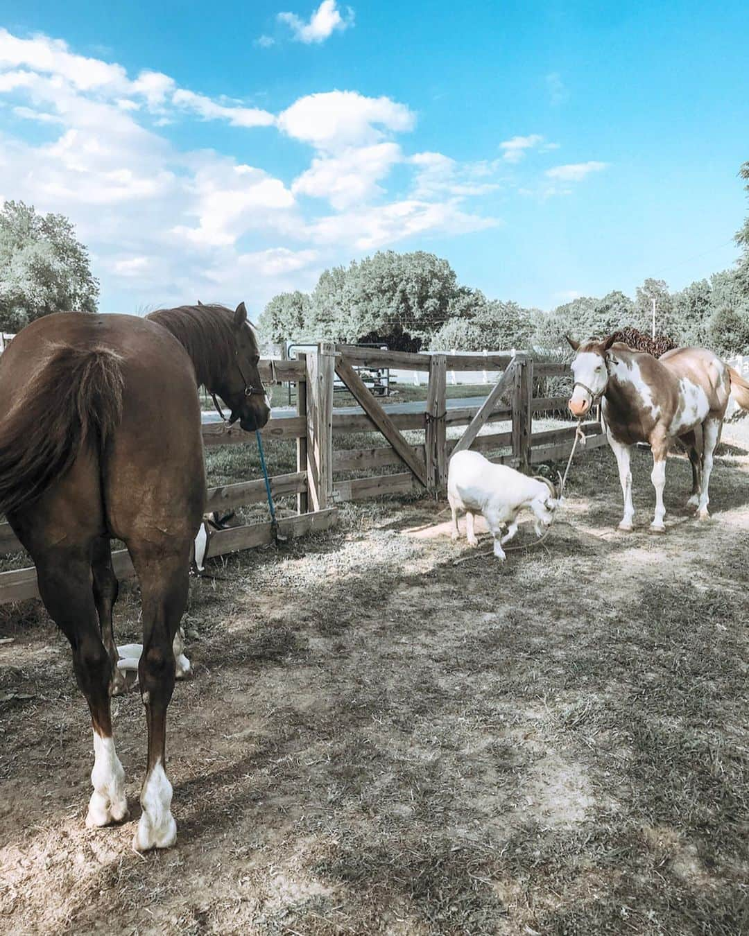 Kindly Myersさんのインスタグラム写真 - (Kindly MyersInstagram)「Relaxing out in the field with my boys this is my kind of good time. I’m a simple girl.」5月23日 21時32分 - kindlymyers