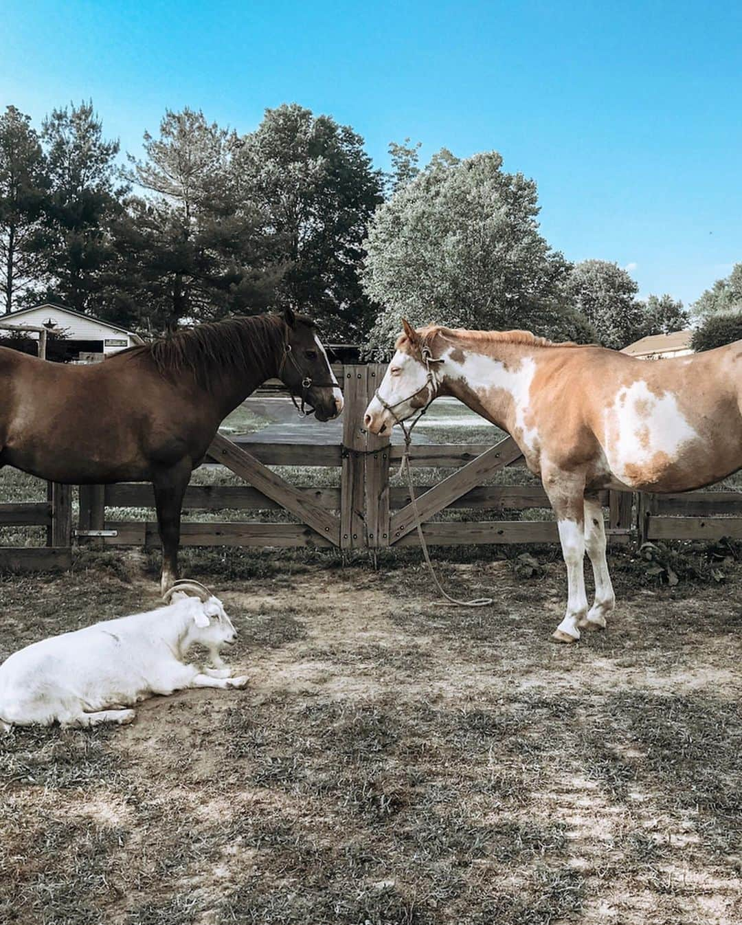 Kindly Myersさんのインスタグラム写真 - (Kindly MyersInstagram)「Relaxing out in the field with my boys this is my kind of good time. I’m a simple girl.」5月23日 21時32分 - kindlymyers