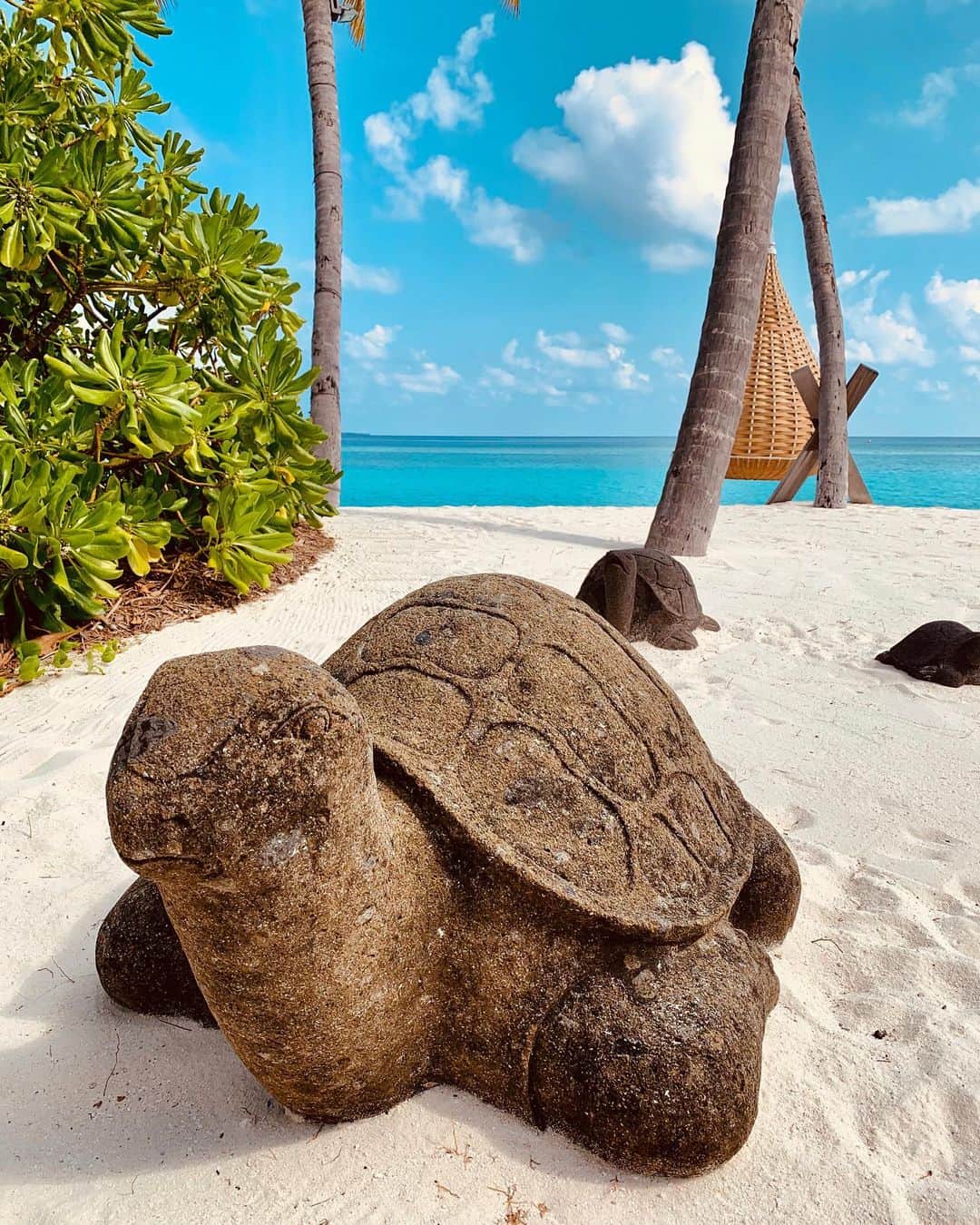 Velaa Private Islandさんのインスタグラム写真 - (Velaa Private IslandInstagram)「Happy World Turtle Day! Did you know "Velaa" means “turtle” in the local Maldivian language? #VelaaPrivateIsland is named after the generations of sea turtles that flock, year after year, to nest on our sandy shores! #VelaaMoments」5月23日 21時36分 - velaaprivateisland