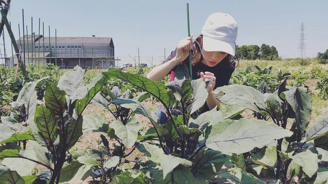 柳めぐみのインスタグラム：「. . 初めての農作業。 元気に大きく育ってねぇ🍠🥒🍆🍅🎃✨✨✨✨ . #わっしょい木更津 #わっしょい農園」