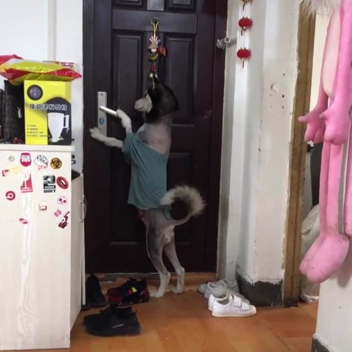 husky and malamuteのインスタグラム：「He is really smart.😂😂 follow @alaskandaily （Twitter：alaskandaily）for more cute pic and video.😜 ……………………………………………………………… Each video was approved by the original author. But  don't have a Instagram account. We are first one post those video. So watermark credit @alaskandaily ……………………………………………………………… #alaskan#malamute#alaskanmalamute#alaskanhusky#malamutesofinstagram#puppylife#puppylove#puppydog#puppylover#dogdays#malamutepuppy#huskies#huskeypuppy#huskeiesreq#siberian#huskeiesofig#dogslife#dogsofnyc#cutedog#cutedogs#huskeypics#huskeylovers#huskygram#huskeylove#huskiesofinstagram#dogsofnyc#husky#狗」