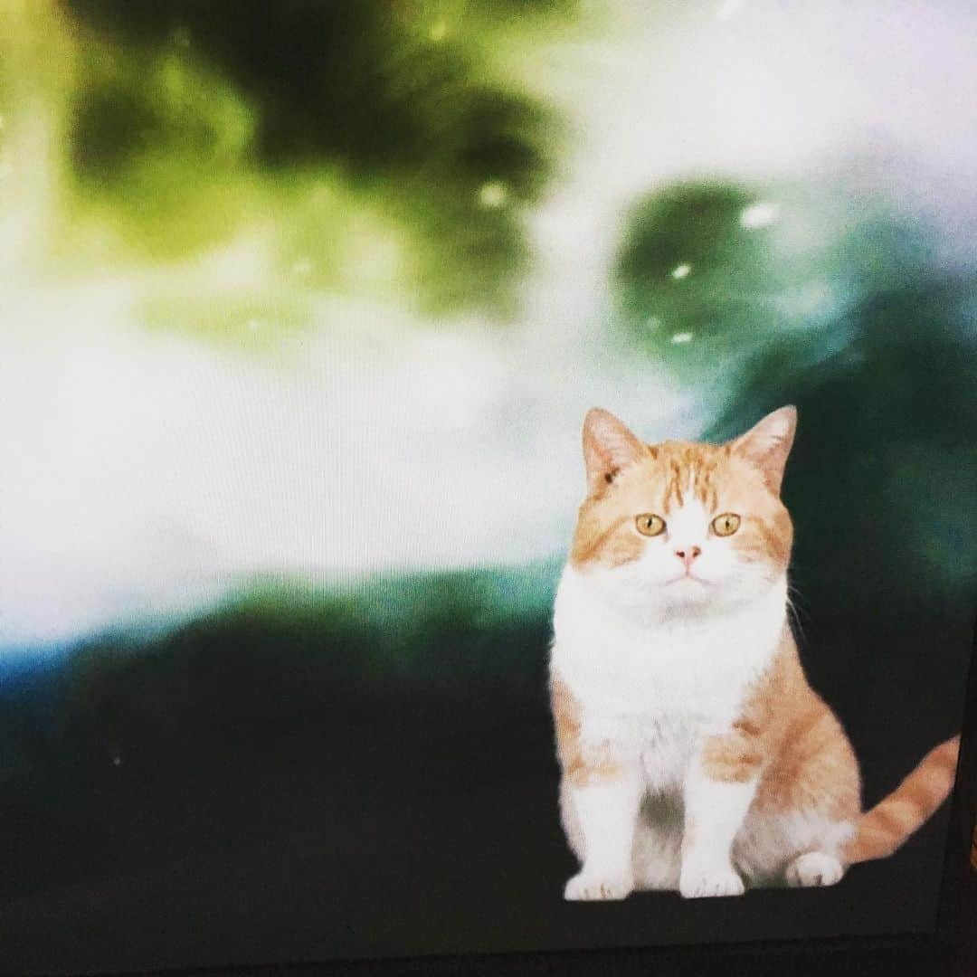 猫沢エミさんのインスタグラム写真 - (猫沢エミInstagram)「やばい！今夜のBSプレミアム・コズミックフロントにゃんこ博士の量子論だわ(*✧×✧*) どっちも大好物。必見なう！  #コズミックフロント」5月23日 22時05分 - necozawaemi