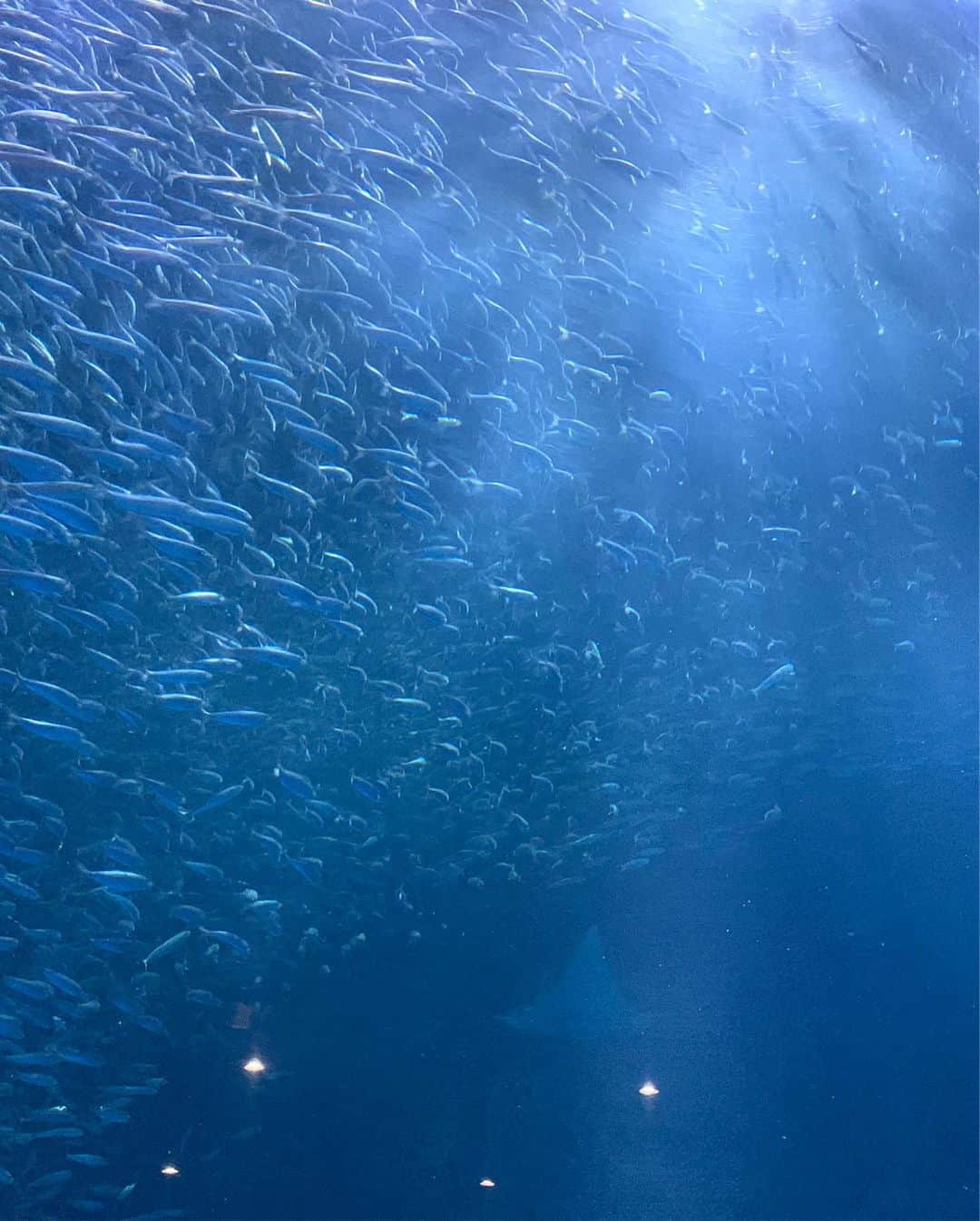 かこさんのインスタグラム写真 - (かこInstagram)「マイワシの群れ🐟好きなホオジロザメ！！エイにフグにカメ🦈🐡🐢珊瑚礁は本物✨ #名古屋港水族館 #イルカショーめちゃくちゃ感動した」5月23日 22時05分 - harapeko__kako