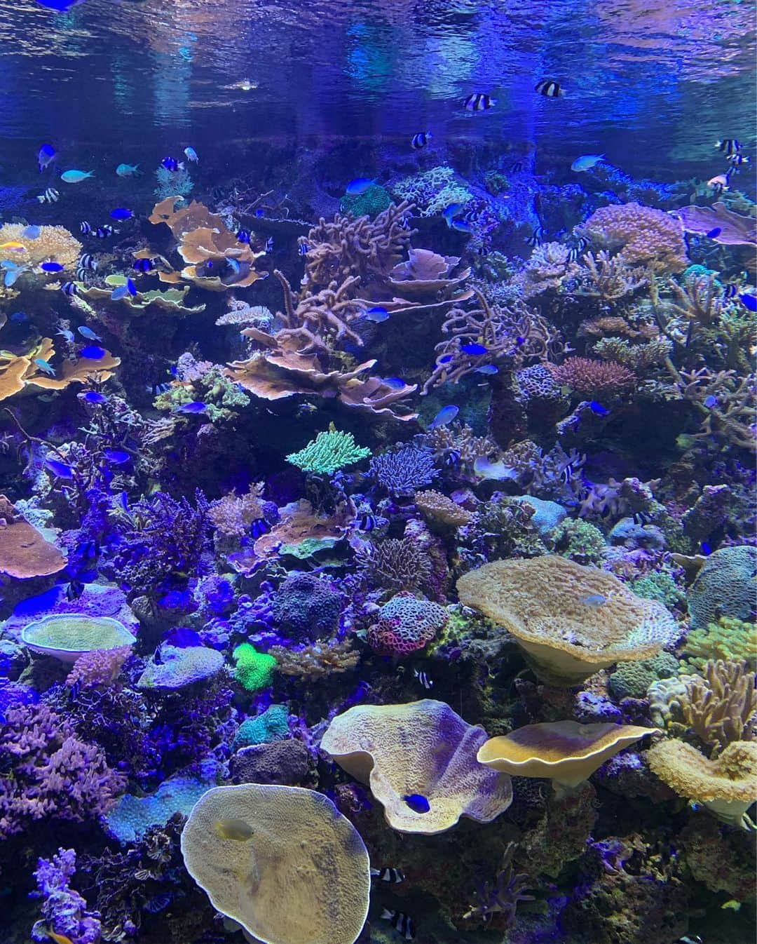 かこさんのインスタグラム写真 - (かこInstagram)「マイワシの群れ🐟好きなホオジロザメ！！エイにフグにカメ🦈🐡🐢珊瑚礁は本物✨ #名古屋港水族館 #イルカショーめちゃくちゃ感動した」5月23日 22時05分 - harapeko__kako