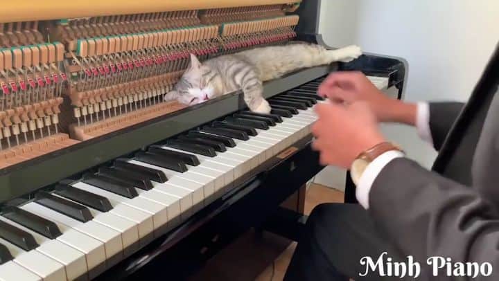 Aww Clubのインスタグラム