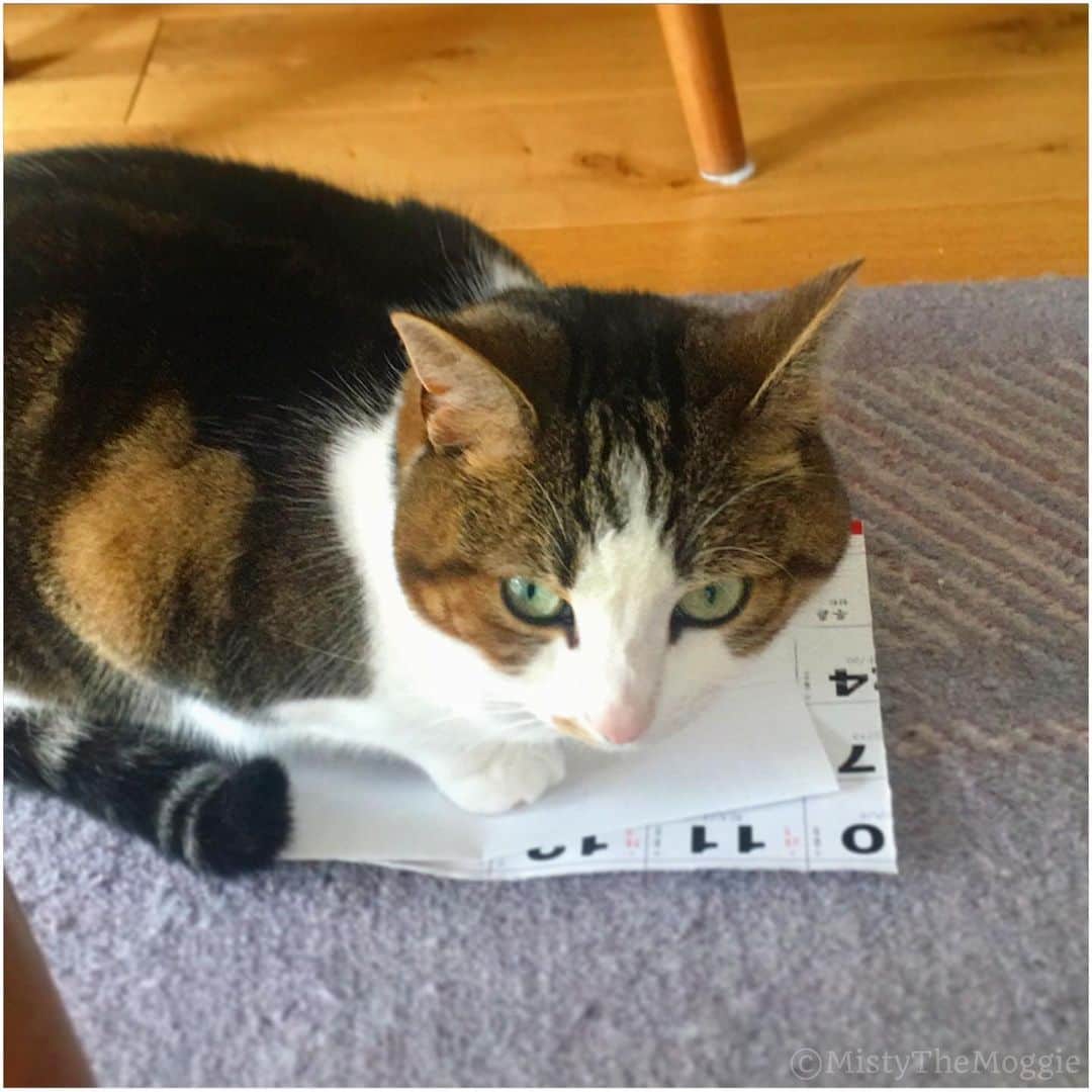 Misty The Moggieさんのインスタグラム写真 - (Misty The MoggieInstagram)「I’m Misty, and I like to sit on whatever paper I can find」5月23日 22時12分 - mistythemoggie