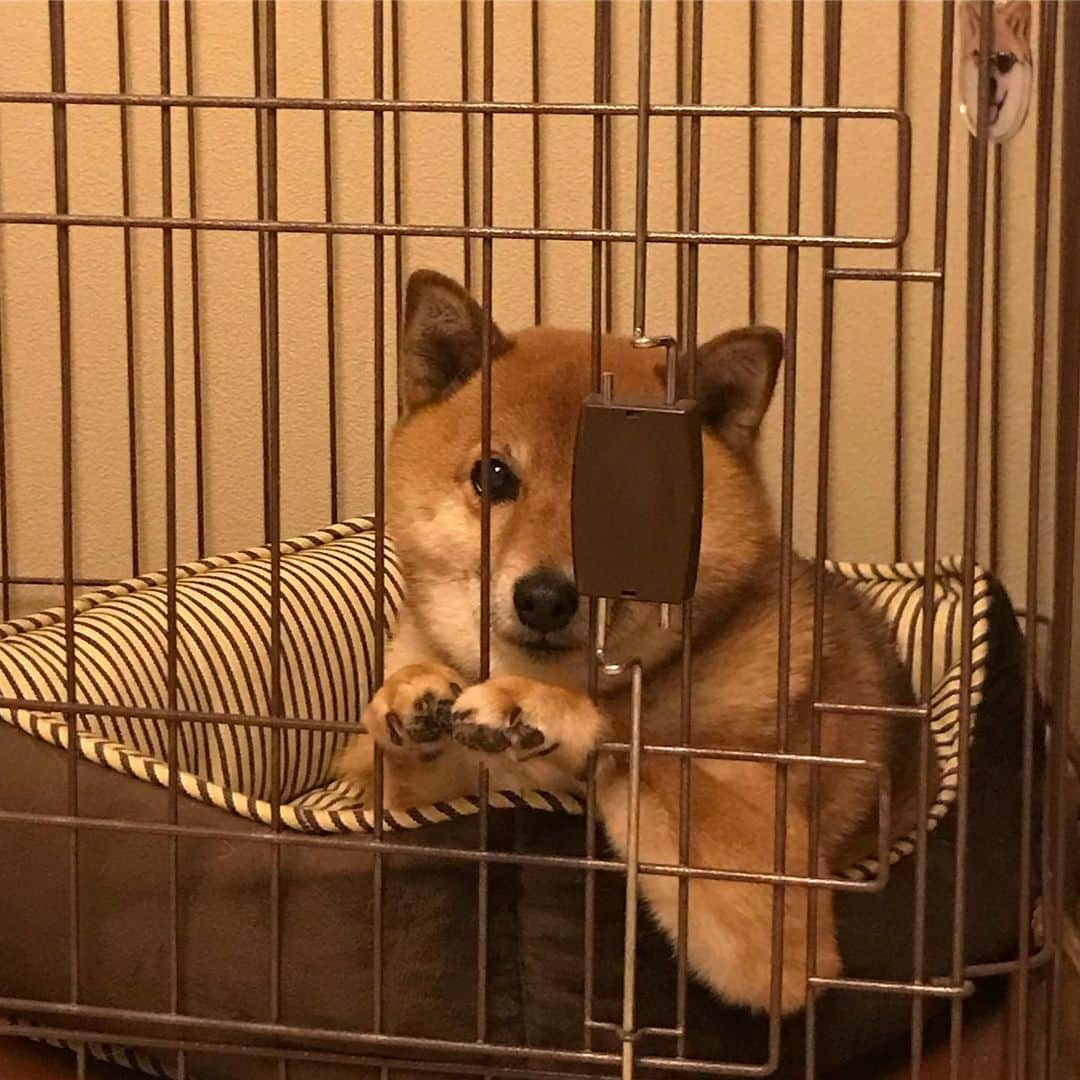 柴犬はなこ Shibainu Hanakoのインスタグラム