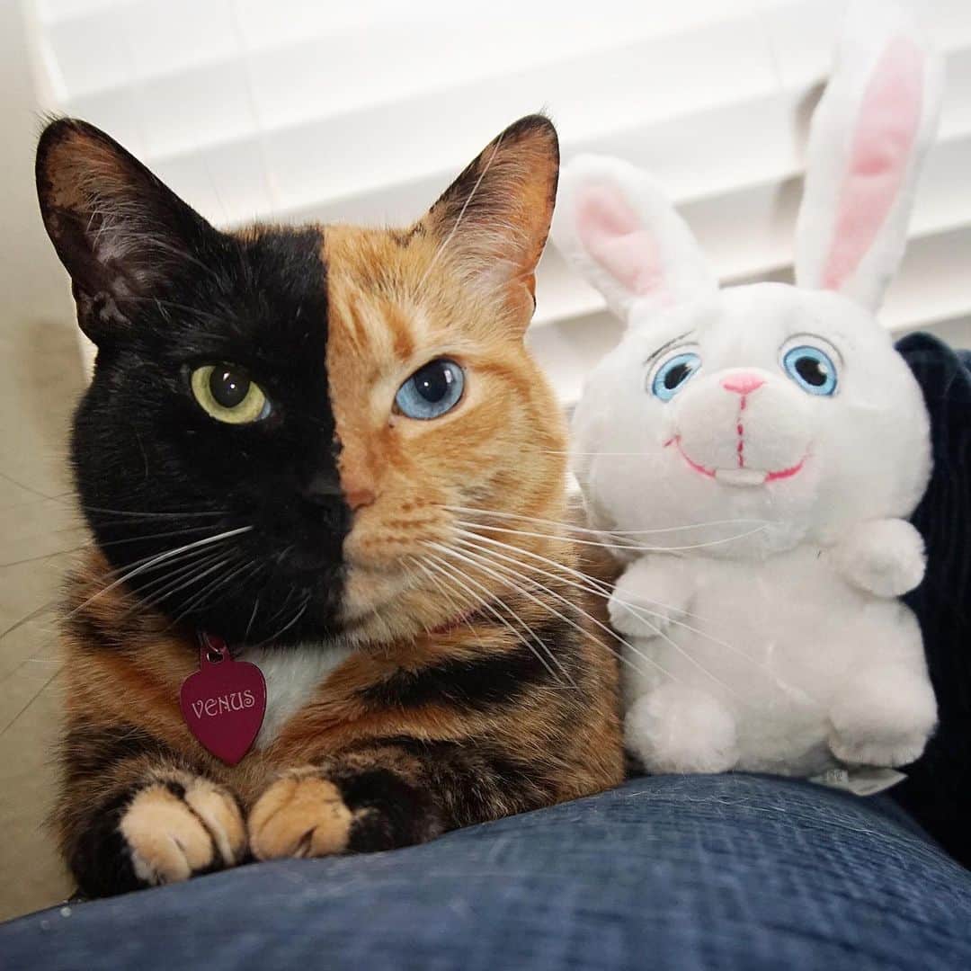 Venus Cat さんのインスタグラム写真 - (Venus Cat Instagram)「#tbt to 2016 hanging out with Snowball from @secretlifeofpets 🐇😸」5月23日 22時20分 - venustwofacecat