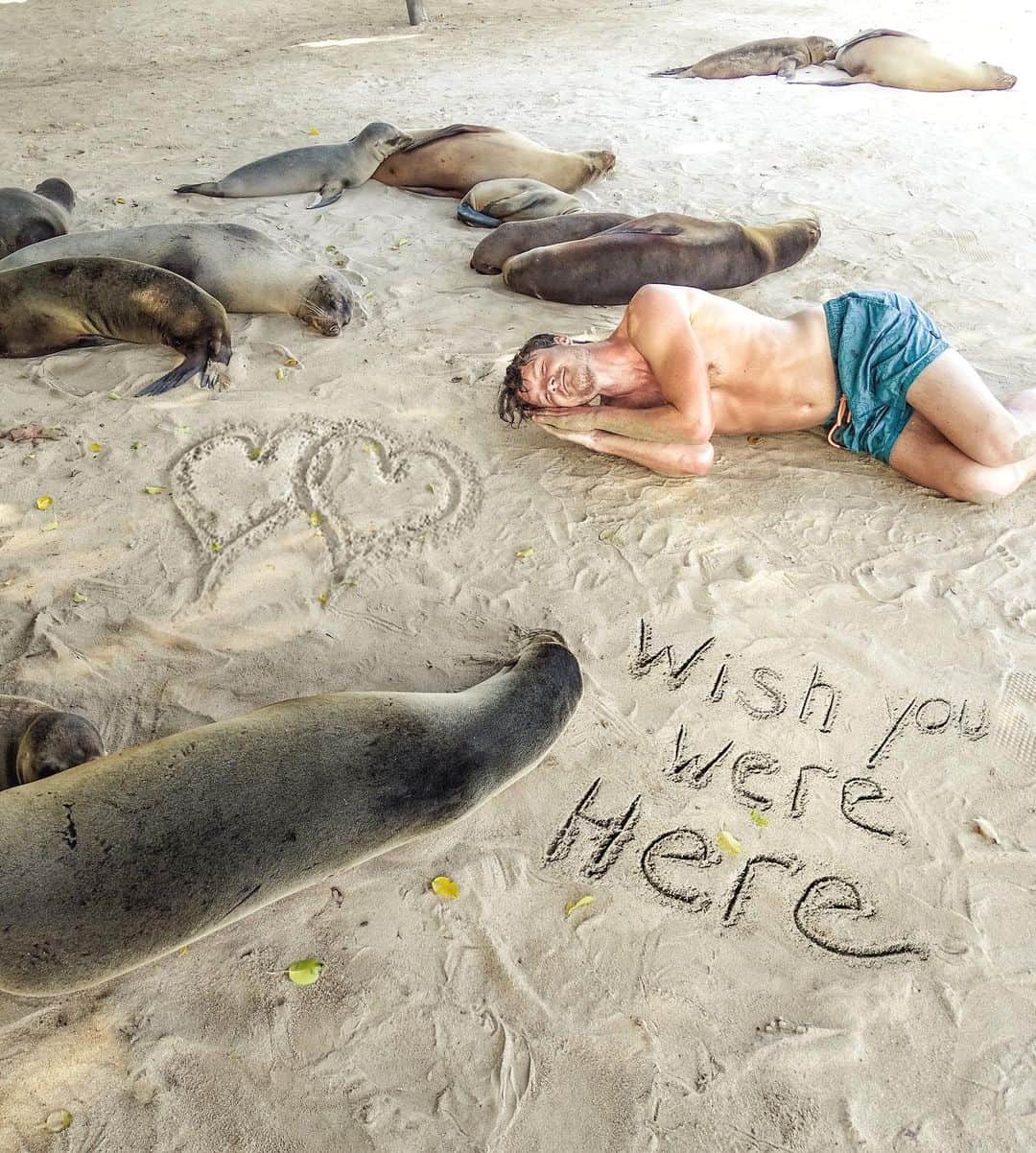 アラン・ディクソンさんのインスタグラム写真 - (アラン・ディクソンInstagram)「The Sea Doggos send their love ❤️ The seals are fake and text is real 😂 believe everything you see online. 🧐#seals #animals #galapagos #puertoayora #galapagosislands #isabellaisland #sealionsofinstagram #sealions #wildlife #galapagos_islands #marinewildlife #ecuador #animalsofinstagram」5月23日 22時31分 - daxon