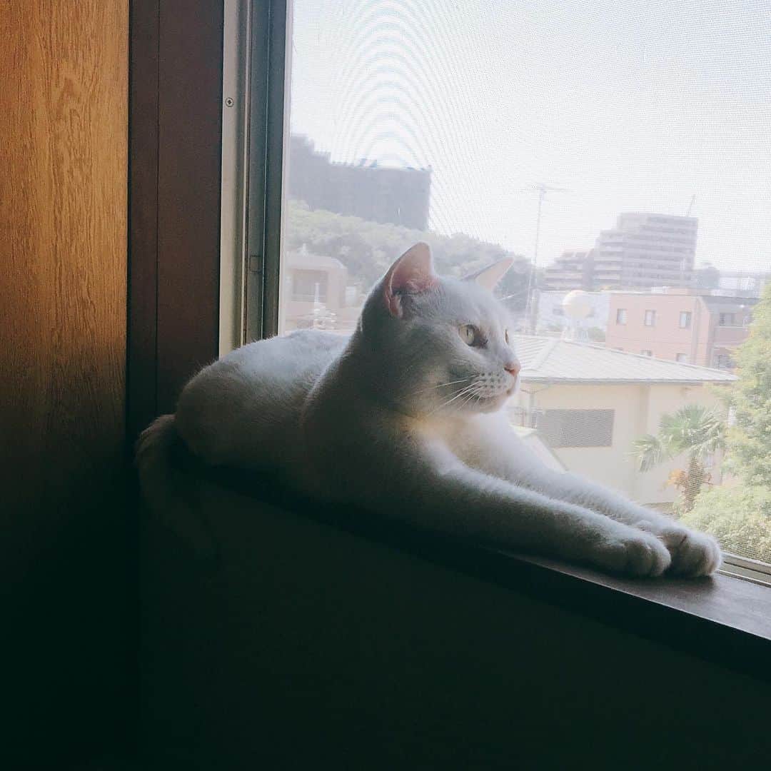 金巻ともこさんのインスタグラム写真 - (金巻ともこInstagram)「スフィンクス座りのハク #kurohakuchai #cat #猫 #白猫 #whitecat」5月23日 22時48分 - tomotomoco