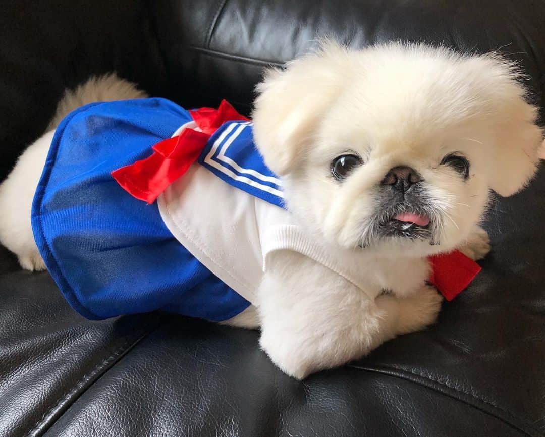 のインスタグラム：「#キャラペティ から大人気アニメキャラクターとコラボした🐶🐱グッズが発売されました✨﻿ キャラペティはバンダイとペディオがタッグを組みペット用品と人気アニメキャラクターをコラボさせたブランドです✨﻿ 今回はセーラームーンとドラゴンボールです👻﻿ ﻿ こなつはセーラームーンになりきってみました💖他のアイテムもどれも可愛くてみなさんもCheckしてみてくださいね🐶💕﻿ ﻿ 🐶💬月に変わってお仕置きにーず🌙﻿ ﻿ #PR﻿ #キャラペティ﻿ #petio﻿ #セーラームーン﻿」