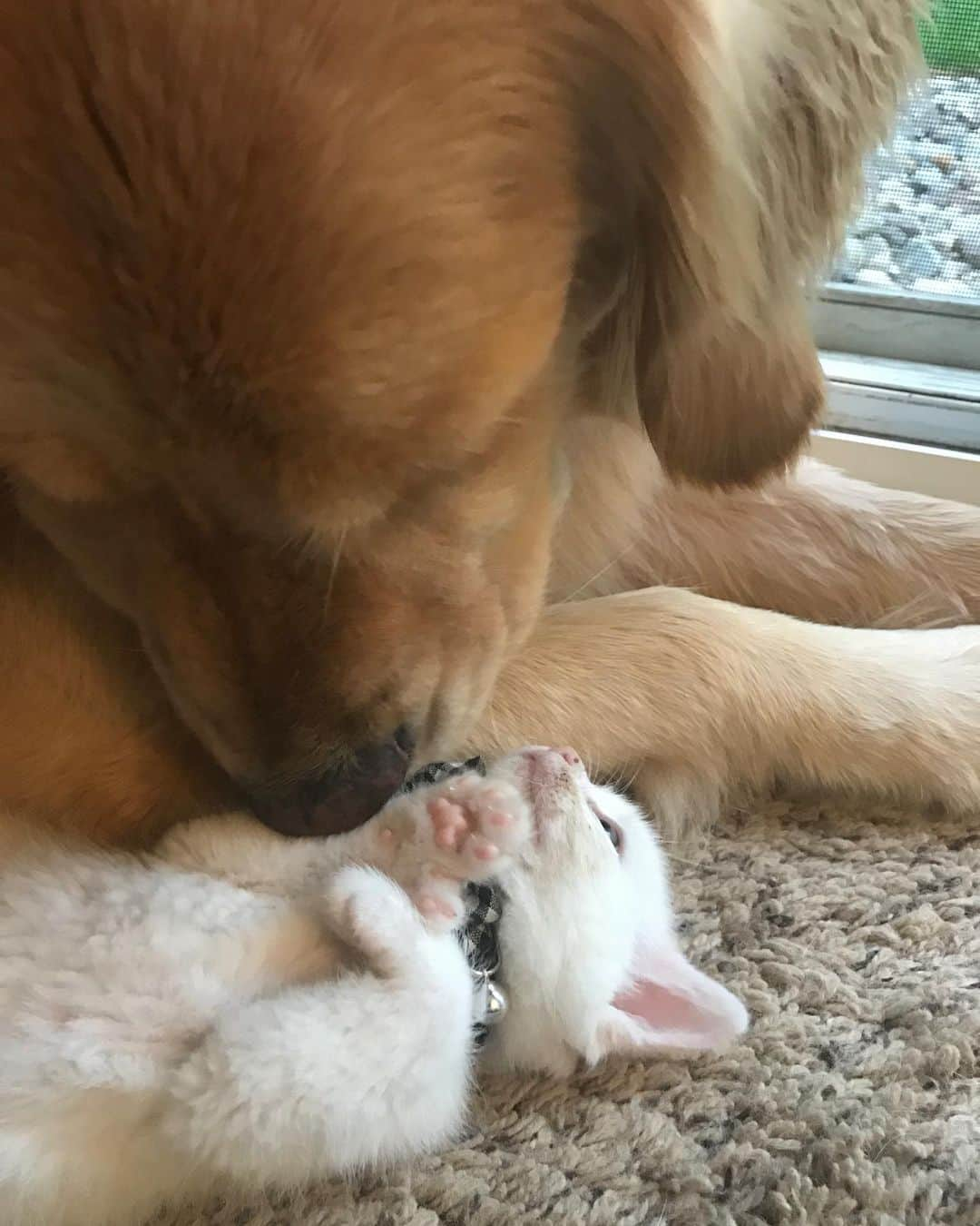 モヒートさんのインスタグラム写真 - (モヒートInstagram)「Special #tbt since we are almost at Skywalker’s gotcha day! He was about 4ish weeks old here. ------------------------------- #goldensofig #goldenretriever  #goldenretrieversofinstagram #betterwithpets #dogsofig  #dogsofinstagram #fluffypack #gloriousgoldens #welovegoldens #ilovemydog #goldenlife #bestwoof #ProPlanDog #ilovegolden_retrievers #mydogiscutest #retrieversgram #dogsofcle  #kitten #babykitten」5月23日 23時04分 - mojito_rose_family