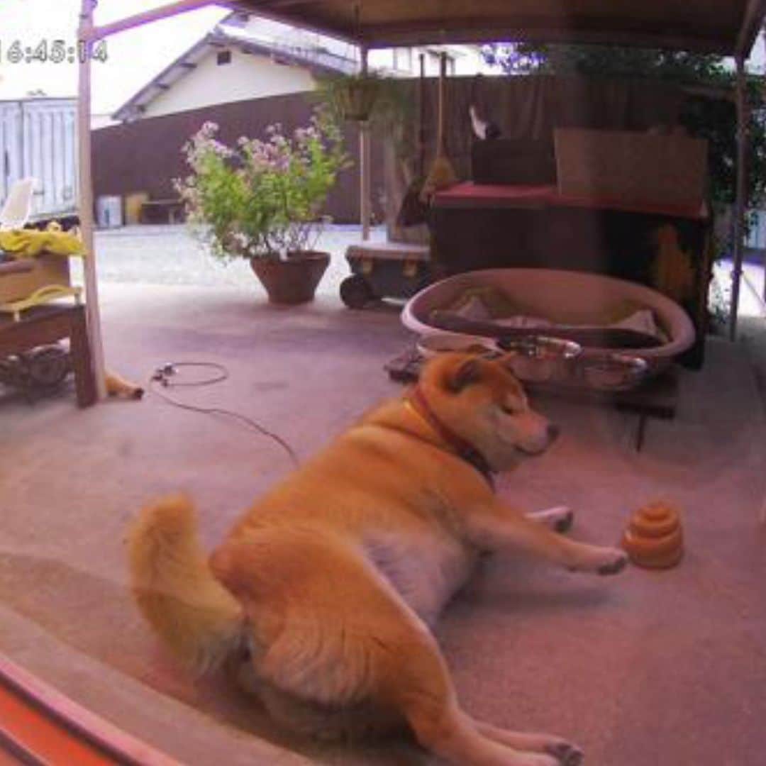 柴犬 たろさんのインスタグラム写真 - (柴犬 たろInstagram)「♡ ファーボの中のタロちゃん❤ いつも見てるよ〜🍌💕 転がるか🐒寝るか🦉 たまにおかしな事になってる💕 ✩ ✩ #shibainu #japanesedog #柴犬」5月23日 23時10分 - tarochantarochan