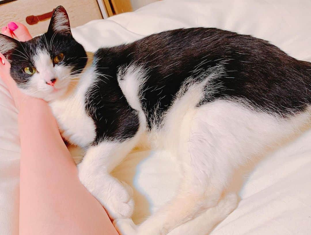 みはとさんのインスタグラム写真 - (みはとInstagram)「寝るときはだいたい足枕💤 ・ ・ #vivi #cat #neko #nyanstagram #nyannyan  #猫 #にゃんこ #足枕 #動けない」5月23日 23時12分 - m2.13.0