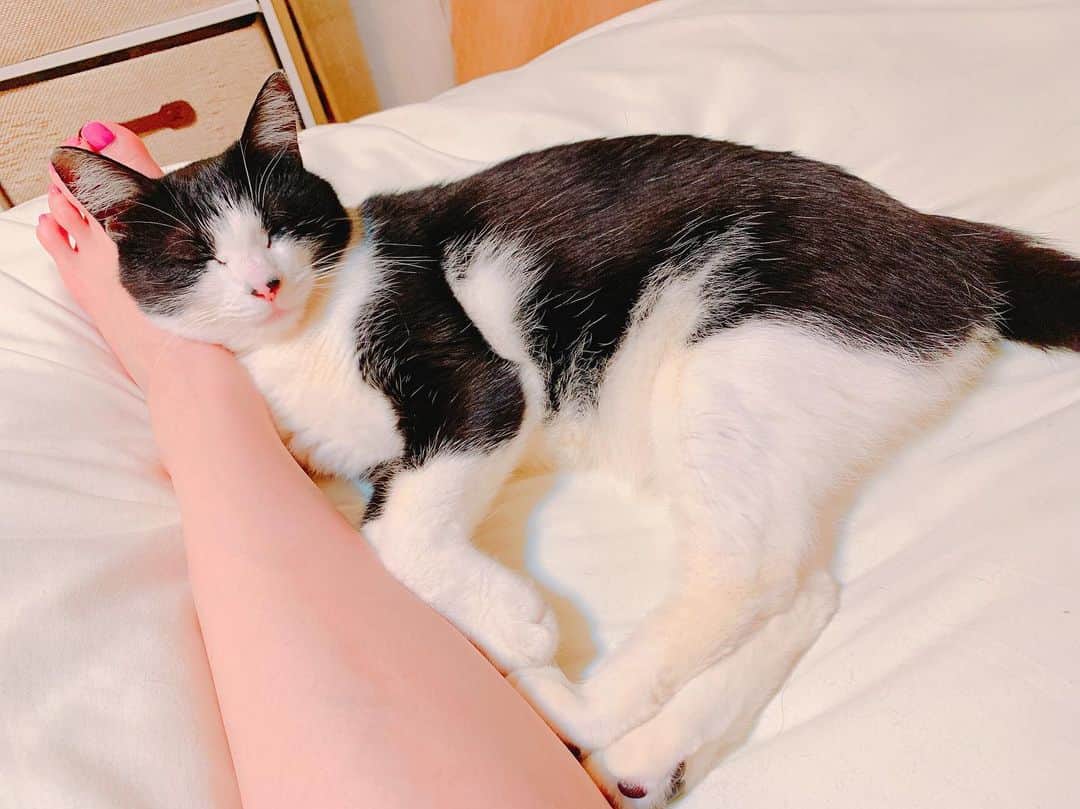 みはとのインスタグラム：「寝るときはだいたい足枕💤 ・ ・ #vivi #cat #neko #nyanstagram #nyannyan  #猫 #にゃんこ #足枕 #動けない」