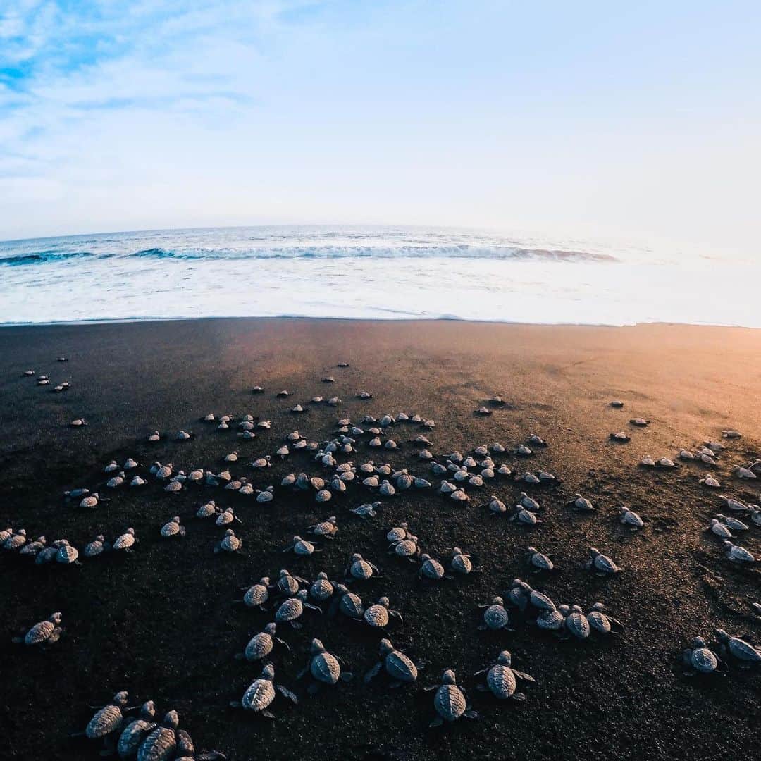goproさんのインスタグラム写真 - (goproInstagram)「Photo of the Day: Kicking off #WorldTurtleDay with @raychezzy, who has helped release over 1,600 baby turtles in #Guatemala to protect them from poaching. 🐢 • Started in 1990 by @tortoiserescue, World Turtle Day exists to raise awareness + encourage communities to protect turtles + tortoises all over the world. Pick up extra plastic, research a non-profit + don't forget, every little bit helps. • • • #GoPro #Wildlife #TurtleDay #Endangered #PlanetEarth」5月23日 23時13分 - gopro