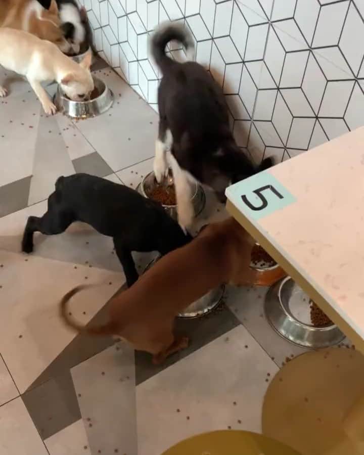 husky and malamuteのインスタグラム：「I am HUSKY.😂😂😂😂 follow @alaskandaily （Twitter：alaskandaily）for more cute pic and video.😜 ……………………………………………………………… Each video was approved by the original author. But  don't have a Instagram account. We are first one post those video. So watermark credit @alaskandaily ……………………………………………………………… #alaskan#malamute#alaskanmalamute#alaskanhusky#malamutesofinstagram#puppylife#puppylove#puppydog#puppylover#dogdays#malamutepuppy#huskies#huskeypuppy#huskeiesreq#siberian#huskeiesofig#dogslife#dogsofnyc#cutedog#cutedogs#huskeypics#huskeylovers#huskygram#huskeylove#huskiesofinstagram#dogsofnyc#husky#狗」