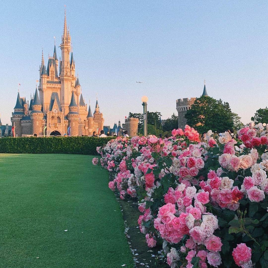 sayocoのインスタグラム：「久しぶりのdisneyはやっぱり夢の国でした🏰💖 お天気も最高すぎた〜〜 しばらく引きずりそう😂💭 ・ ・ #ディズニーランド #シンデレラ城」