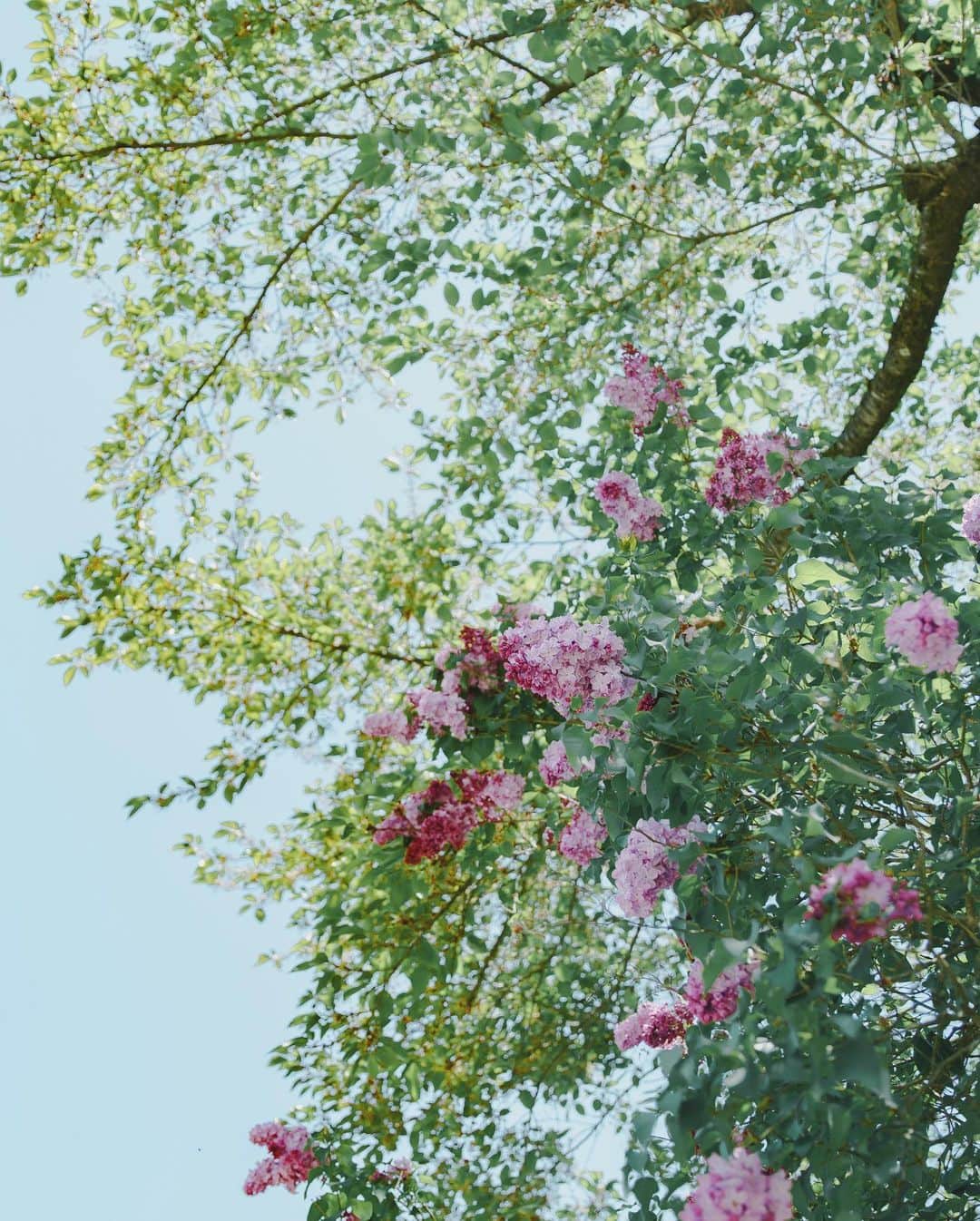 6151さんのインスタグラム写真 - (6151Instagram)「Early summer sound」5月23日 23時23分 - 6151