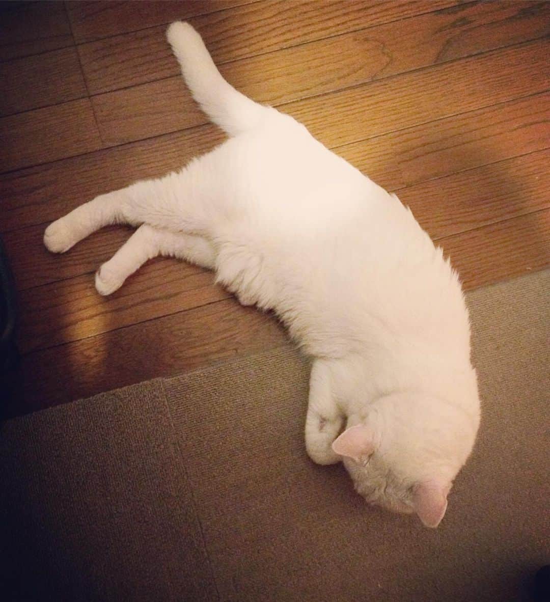 岡田屋鉄蔵のインスタグラム：「ひとしきり大騒ぎしてぽてっと足元で寝ました。お疲れ様。細かい結果は後日ですが、取り敢えず腫瘍とか緊急を要する疾患はありませんでした！診断は今のところ気管支炎と肺炎かな〜。原因はウイルスかアレルギーか、これから調べて行きます。」