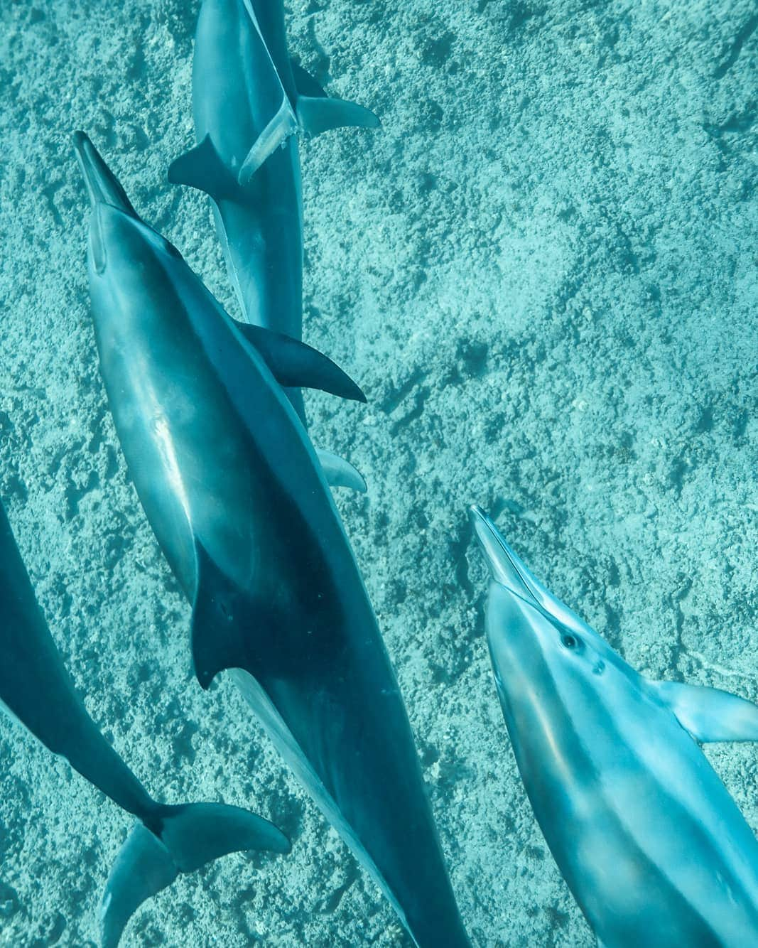 And Youさんのインスタグラム写真 - (And YouInstagram)「Spinner dolphins travel large distances to avoid changes in water temperature and lack of food. They sometimes join groups of spotted dolphins and humpback whales on their migratory routes. . . . . . . . . . . . . . . #oahu #hawaiivacation #unrealhawaii #oahutours #dolphins #sealife #oceanlife #hawaiiholiday」6月22日 4時48分 - dolphinsandyou