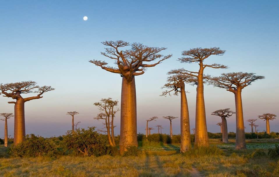 TED Talksのインスタグラム：「These are Baobab trees. West African legend says that God turned them upside down to punish them for lording over other plants, but many Africans actually consider them the “tree of life.” They produce fruit with pulp richer in nutrients and proteins than human milk, their trunks store water for thirsty travelers, and their leaves are even used in traditional medicine to fight infectious diseases. To learn more about this plant and many others with hidden, surprising secrets and capabilities, visit go.ted.com/treeoflife  Photo courtesy of Ameenah Gurib-Fakim」