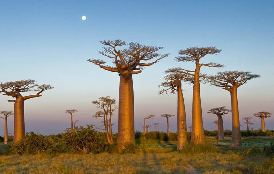 TED Talksさんのインスタグラム写真 - (TED TalksInstagram)「These are Baobab trees. West African legend says that God turned them upside down to punish them for lording over other plants, but many Africans actually consider them the “tree of life.” They produce fruit with pulp richer in nutrients and proteins than human milk, their trunks store water for thirsty travelers, and their leaves are even used in traditional medicine to fight infectious diseases. To learn more about this plant and many others with hidden, surprising secrets and capabilities, visit go.ted.com/treeoflife  Photo courtesy of Ameenah Gurib-Fakim」6月22日 3時23分 - ted