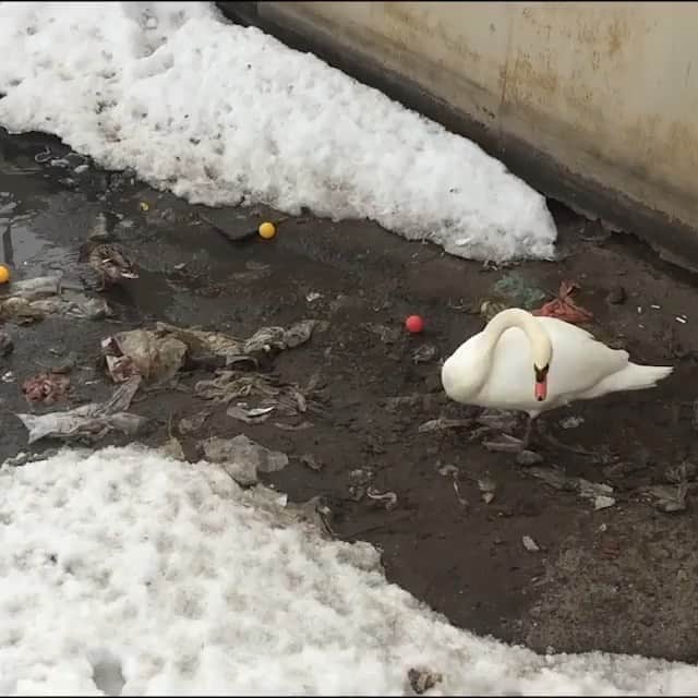 WildLifeのインスタグラム：「@discoversharks , together with @save0cean, are giving away stainless steel straws for FREE! LINK IN OUR BIO👆🏼They are also donating % of shipping costs to @savingtheblue ! Video and caption via @savethereef This video of a swan cleaning up trash for her friends should remind us all about these ugly stats: 100,000 marine creatures die from plastic entanglement and approximately 1 million sea birds also die from plastic each year. That’s because there’s an estimated 46,000 pieces of plastic in every square mile of ocean and in the next few years it’s estimated that there will be more plastic than fish in our oceans! We cannot let that happen; we MUST take action now before it’s too late — many more people must be made aware of this URGENT issue so please share this video with your followers and tag people in the comments who need to see it! We can #endplasticpollution by working together and forcing companies to stop making all these single-use plastics that are destroying our environment and marine life! #plasticsucks #plasticpollution」