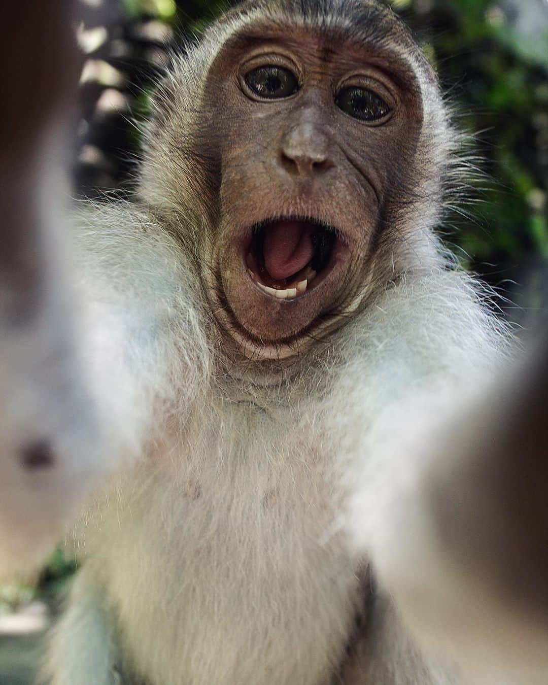 Discoveryさんのインスタグラム写真 - (DiscoveryInstagram)「Does anyone have an extra selfie stick that I can borrow? 🐒 📸 #NationalSelfieDay . . . . #photography #photooftheday #explore #naturephotography #nature #potd #travelIG #TGIF #monkey #lol #cute #selfie #awh #funny」6月22日 3時36分 - discovery